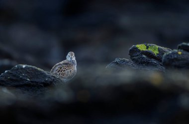 Dunlin Calidris Alpina Fransa 'nın Brittany şehrinde kumlu bir sahilde yürüyor.