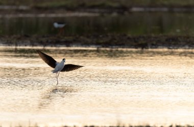 Britanya, Fransa 'da Kara Kanatlı Stilt Himantopus himantopus