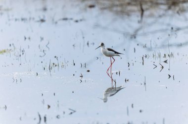 Britanya, Fransa 'da Kara Kanatlı Stilt Himantopus himantopus