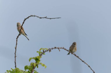 Linnet linaria cannabina oturarak ya da tüneyerek