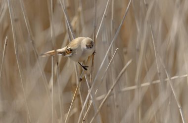 Bearded Tit Panurus biarmicus sitting on reed in Normandie, France