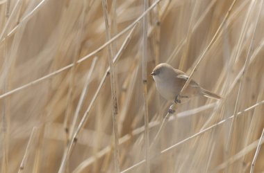Bearded Tit Panurus biarmicus sitting on reed in Normandie, France