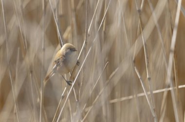 Bearded Tit Panurus biarmicus sitting on reed in Normandie, France