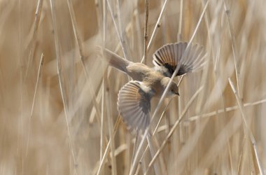 Bearded Tit Panurus biarmicus sitting on reed in Normandie, France