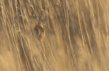 Bearded Tit Panurus biarmicus sitting on reed in Normandie, France