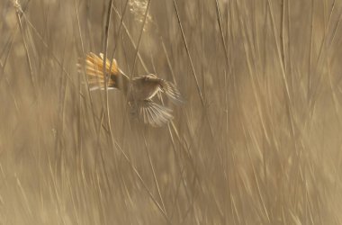 Bearded Tit Panurus biarmicus sitting on reed in Normandie, France