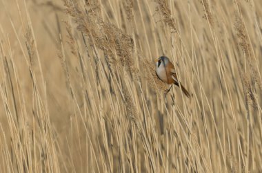 Bearded Tit Panurus biarmicus sitting on reed in Normandie, France