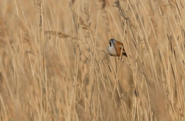 Bearded Tit Panurus biarmicus sitting on reed in Normandie, France