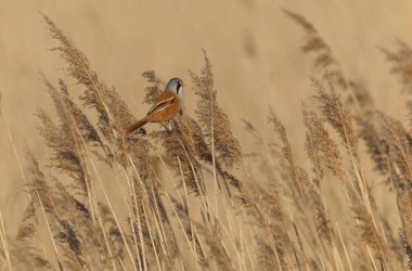 Bearded Tit Panurus biarmicus sitting on reed in Normandie, France