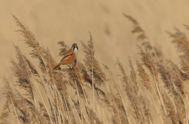 Bearded Tit Panurus biarmicus sitting on reed in Normandie, France