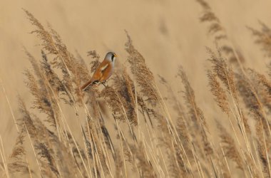 Bearded Tit Panurus biarmicus sitting on reed in Normandie, France