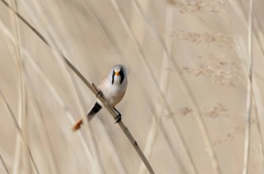 Bearded Tit Panurus biarmicus sitting on reed in Normandie, France