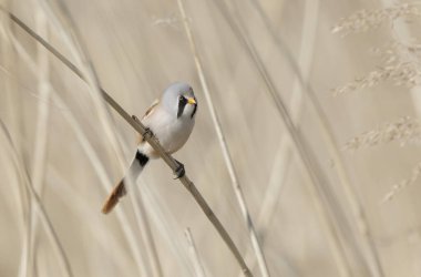 Bearded Tit Panurus biarmicus sitting on reed in Normandie, France