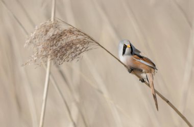 Bearded Tit Panurus biarmicus sitting on reed in Normandie, France