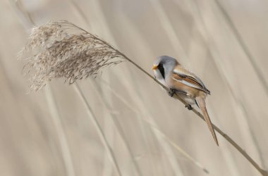 Bearded Tit Panurus biarmicus sitting on reed in Normandie, France