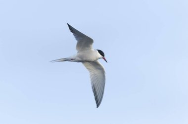 Tipik bir sahil ortamında Tern Sterna hirundo