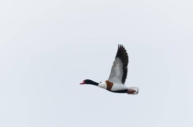 Fransa, Brittany 'de bir bataklıkta sıradan bir kabuklu ördek.