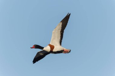 Fransa, Brittany 'de bir bataklıkta sıradan bir kabuklu ördek.
