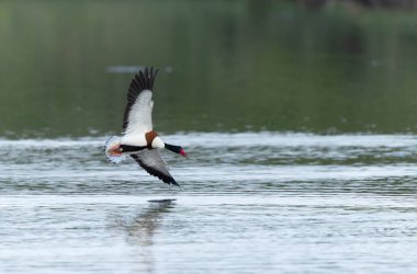 Fransa, Brittany 'de bir bataklıkta sıradan bir kabuklu ördek.