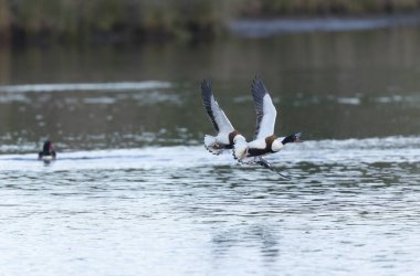 Fransa, Brittany 'de bir bataklıkta sıradan bir kabuklu ördek.