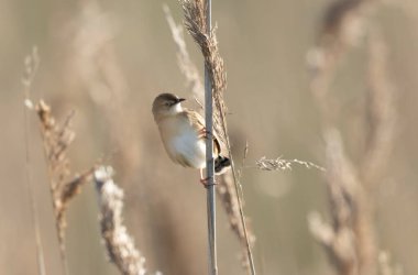 Fransa 'nın Brittany şehrinde Zitting Cisticola Cisticola jucindis