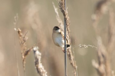 Fransa 'nın Brittany şehrinde Zitting Cisticola Cisticola jucindis