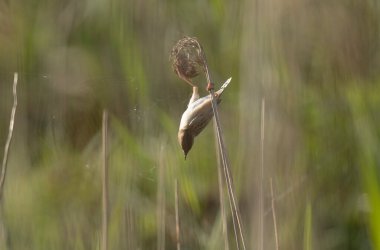 Fransa 'nın Brittany şehrinde Zitting Cisticola Cisticola jucindis