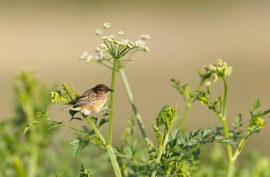 Fransa 'nın Brittany şehrinde Zitting Cisticola Cisticola jucindis