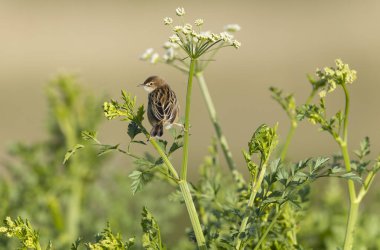 Fransa 'nın Brittany şehrinde Zitting Cisticola Cisticola jucindis