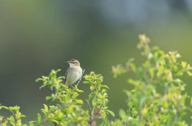 Fransa 'nın Brittany şehrinde Zitting Cisticola Cisticola jucindis