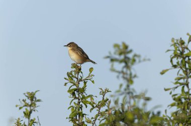 Fransa 'nın Brittany şehrinde Zitting Cisticola Cisticola jucindis