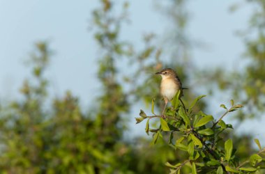 Fransa 'nın Brittany şehrinde Zitting Cisticola Cisticola jucindis
