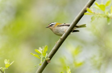 Fransa 'nın Brittany şehrinde yaygın Firecrest Regulus ignicapilla şarkısı ya da tünemesi