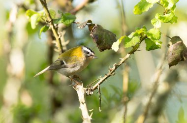 Fransa 'nın Brittany şehrinde yaygın Firecrest Regulus ignicapilla şarkısı ya da tünemesi
