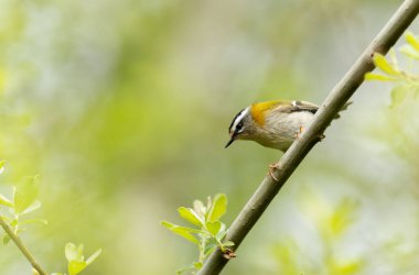 Fransa 'nın Brittany şehrinde yaygın Firecrest Regulus ignicapilla şarkısı ya da tünemesi