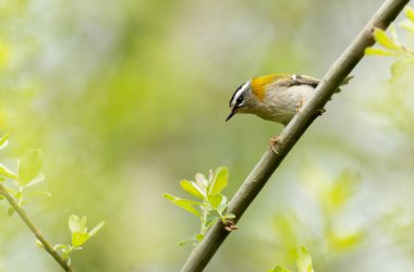Fransa 'nın Brittany şehrinde yaygın Firecrest Regulus ignicapilla şarkısı ya da tünemesi