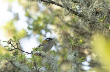 Fransa 'nın Brittany şehrinde yaygın Firecrest Regulus ignicapilla şarkısı ya da tünemesi