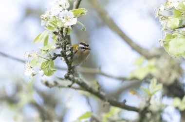 Fransa 'nın Brittany şehrinde yaygın Firecrest Regulus ignicapilla şarkısı ya da tünemesi