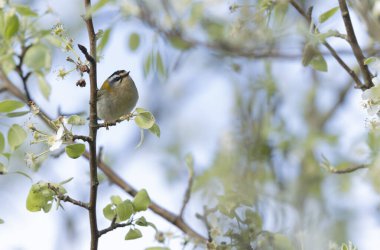 Fransa 'nın Brittany şehrinde yaygın Firecrest Regulus ignicapilla şarkısı ya da tünemesi