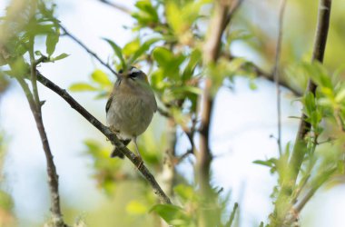Fransa 'nın Brittany şehrinde yaygın Firecrest Regulus ignicapilla şarkısı ya da tünemesi