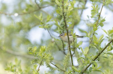 Fransa 'nın Brittany şehrinde yaygın Firecrest Regulus ignicapilla şarkısı ya da tünemesi
