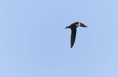 Barn Swallow Hirundo rustica uçuyor ya da tünemiş