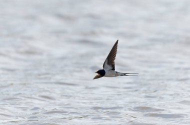 Barn Swallow Hirundo rustica uçuyor ya da tünemiş
