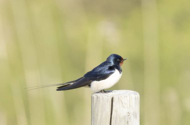 Barn Swallow Hirundo rustica uçuyor ya da tünemiş