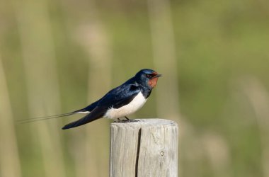 Barn Swallow Hirundo rustica uçuyor ya da tünemiş