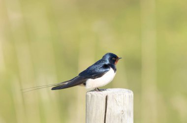 Barn Swallow Hirundo rustica uçuyor ya da tünemiş