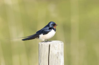 Barn Swallow Hirundo rustica uçuyor ya da tünemiş