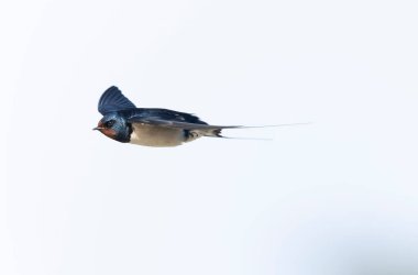 Barn Swallow Hirundo rustica uçuyor ya da tünemiş