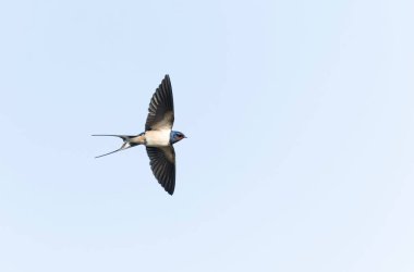 Barn Swallow Hirundo rustica uçuyor ya da tünemiş