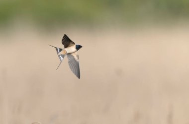 Barn Swallow Hirundo rustica uçuyor ya da tünemiş